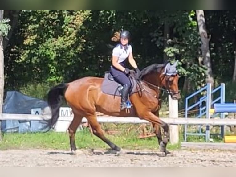 Hannoveraan Ruin 13 Jaar 180 cm Bruin in Halberstadt