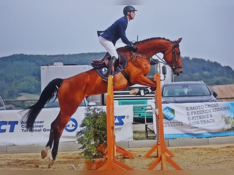 Hannoveraan Ruin 13 Jaar 180 cm Bruin in Halberstadt
