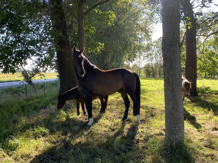 Hannoveraan Ruin 13 Jaar 180 cm Donkerbruin in Eddelak