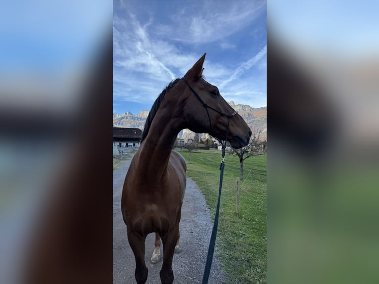 Hannoveraan Ruin 13 Jaar 180 cm Donkere-vos in Dielsdorf