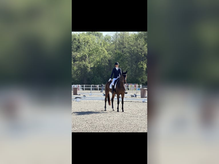 Hannoveraan Ruin 13 Jaar 182 cm Bruin in Wampersdorf