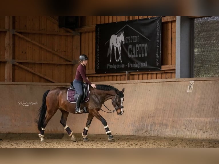 Hannoveraan Ruin 14 Jaar 160 cm Bruin in Nisterau