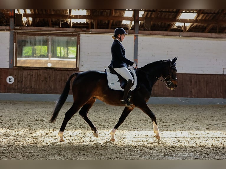 Hannoveraan Ruin 14 Jaar 162 cm Bruin in Wiefelstede