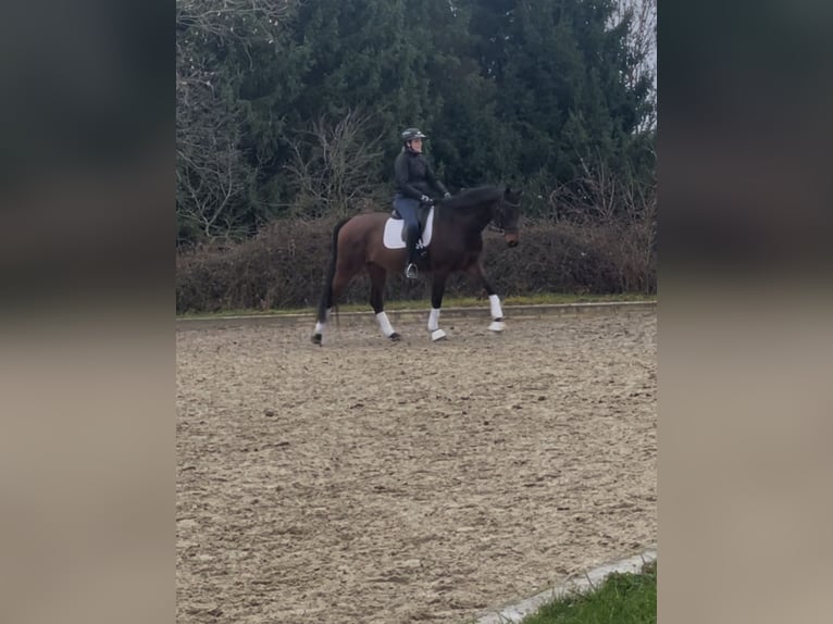 Hannoveraan Ruin 14 Jaar 165 cm Bruin in Bonn