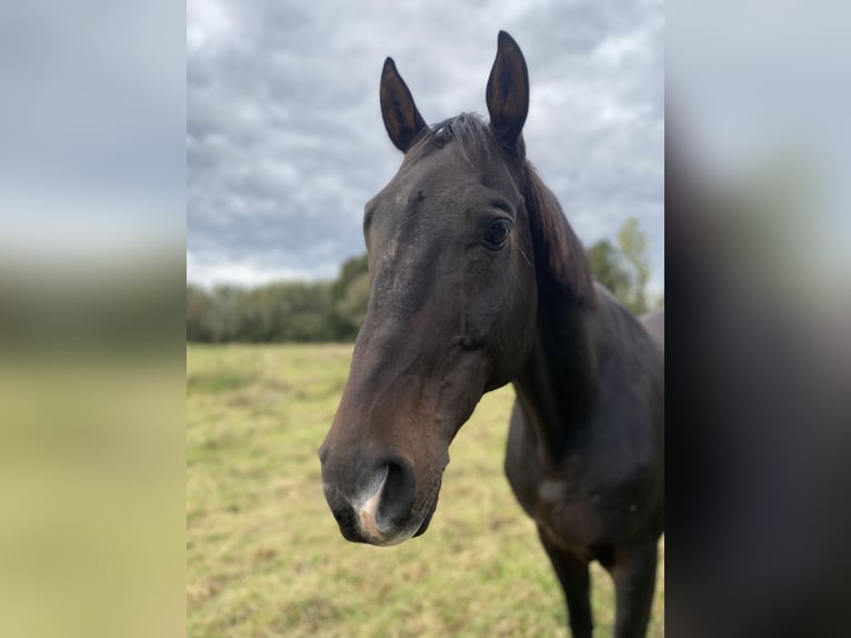 Hannoveraan Ruin 14 Jaar 165 cm Donkerbruin in Edemissen