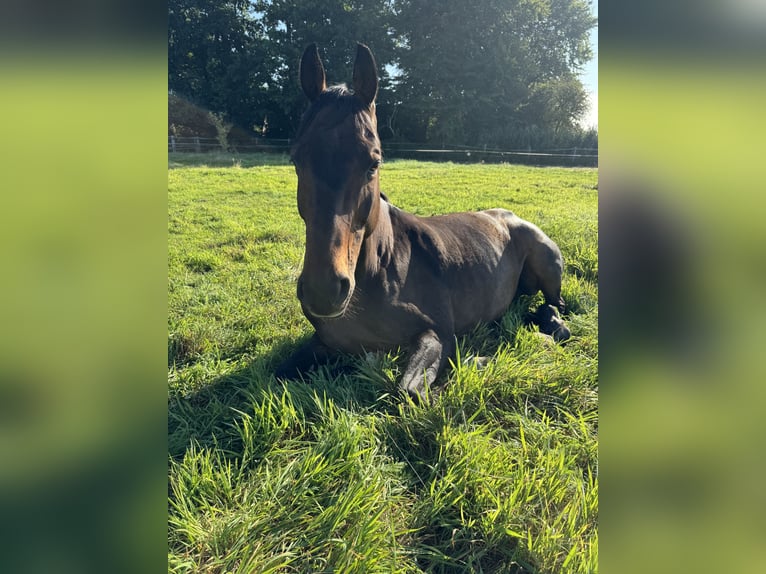 Hannoveraan Ruin 14 Jaar 165 cm Donkerbruin in Barver
