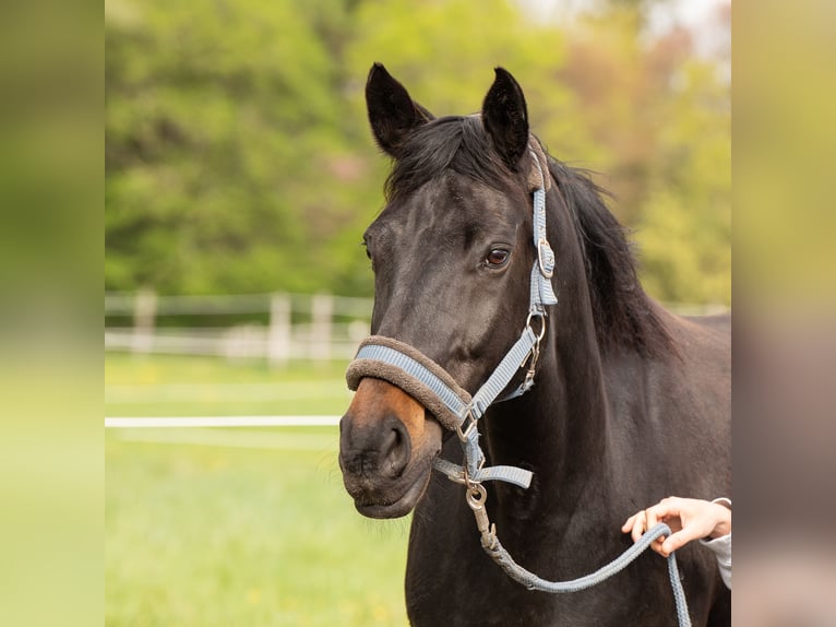 Hannoveraan Ruin 14 Jaar 165 cm Zwartbruin in Oberhaching