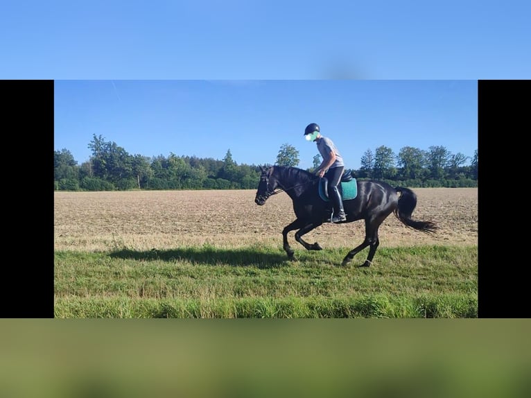 Hannoveraan Ruin 14 Jaar 165 cm Zwartbruin in Oberhaching