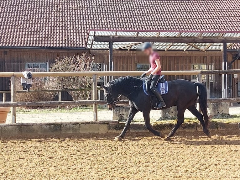 Hannoveraan Ruin 14 Jaar 165 cm Zwartbruin in Oberhaching