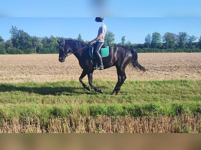 Hannoveraan Ruin 14 Jaar 165 cm Zwartbruin in Oberhaching