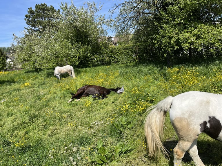Hannoveraan Ruin 14 Jaar 165 cm Zwartbruin in Au