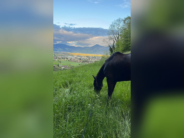 Hannoveraan Ruin 14 Jaar 165 cm Zwartbruin in Au