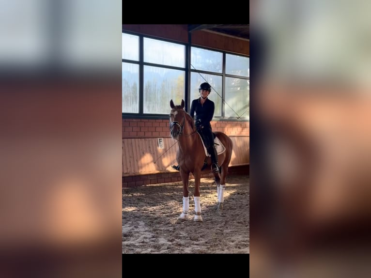 Hannoveraan Ruin 14 Jaar 166 cm Vos in HorstmarHorstmar