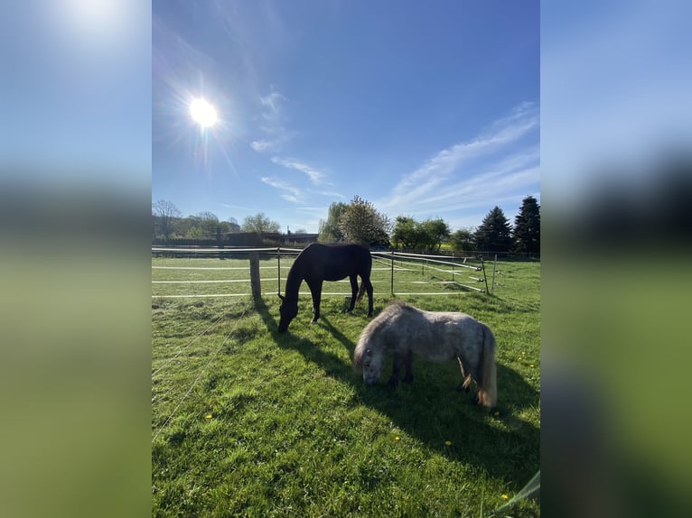 Hannoveraan Ruin 14 Jaar 166 cm Zwart in WunstorfWunstorf