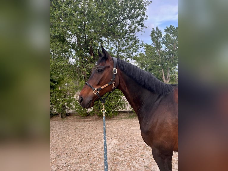 Hannoveraan Ruin 14 Jaar 166 cm Zwartbruin in Forest City