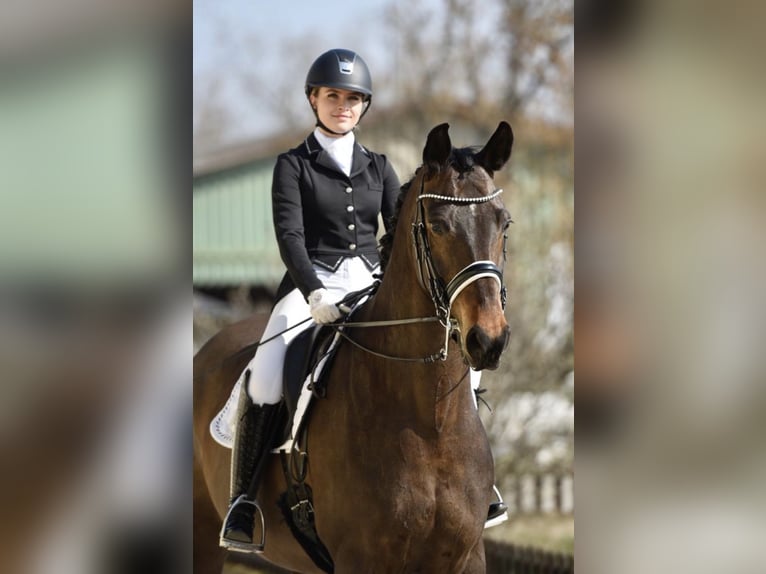 Hannoveraan Ruin 14 Jaar 168 cm Bruin in Leithaprodersdorf