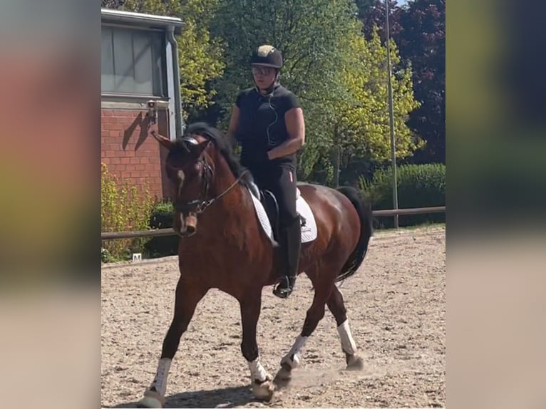 Hannoveraan Ruin 14 Jaar 168 cm Bruin in Meerbusch