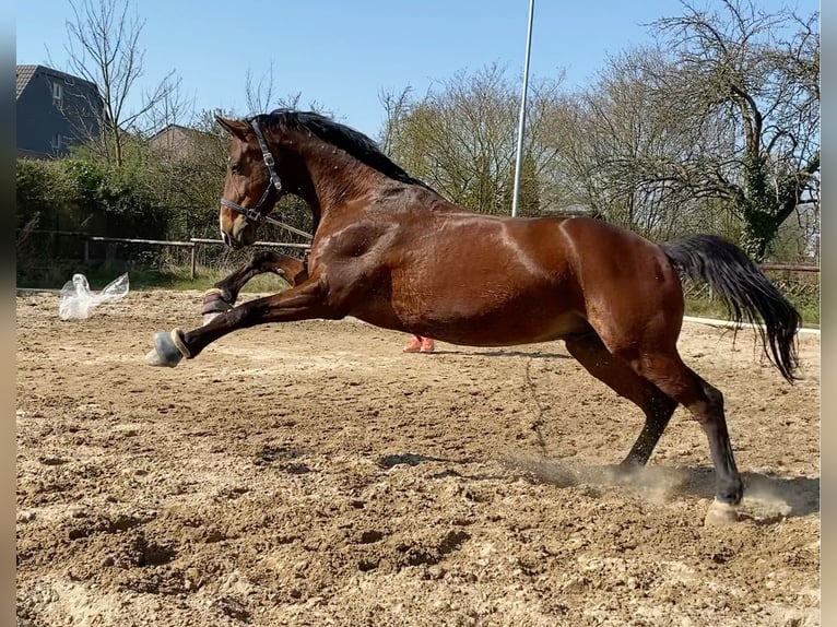 Hannoveraan Ruin 14 Jaar 168 cm Bruin in Meerbusch