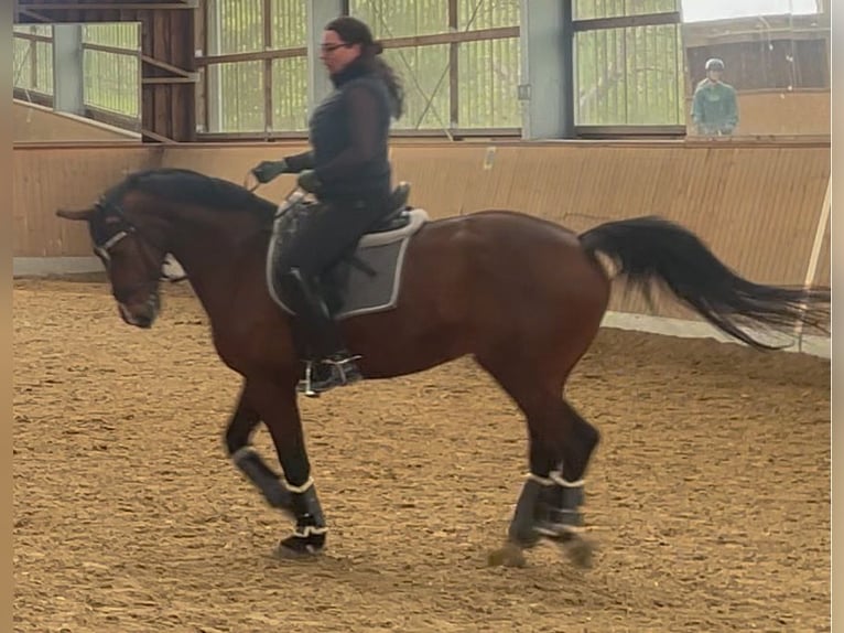 Hannoveraan Ruin 14 Jaar 168 cm Bruin in Meerbusch