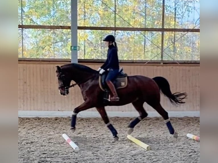 Hannoveraan Ruin 14 Jaar 168 cm Bruin in Meerbusch