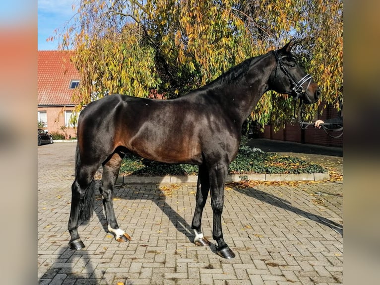 Hannoveraan Ruin 14 Jaar 169 cm Donkerbruin in Horn-Bad Meinberg