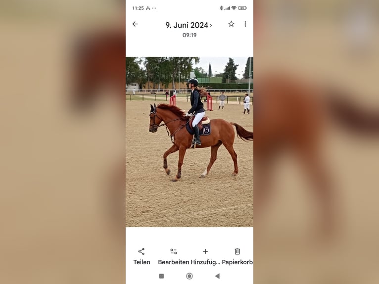 Hannoveraan Mix Ruin 14 Jaar 169 cm Vos in Bormujos
