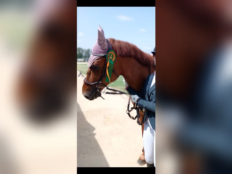 Hannoveraan Mix Ruin 14 Jaar 169 cm Vos in Bormujos