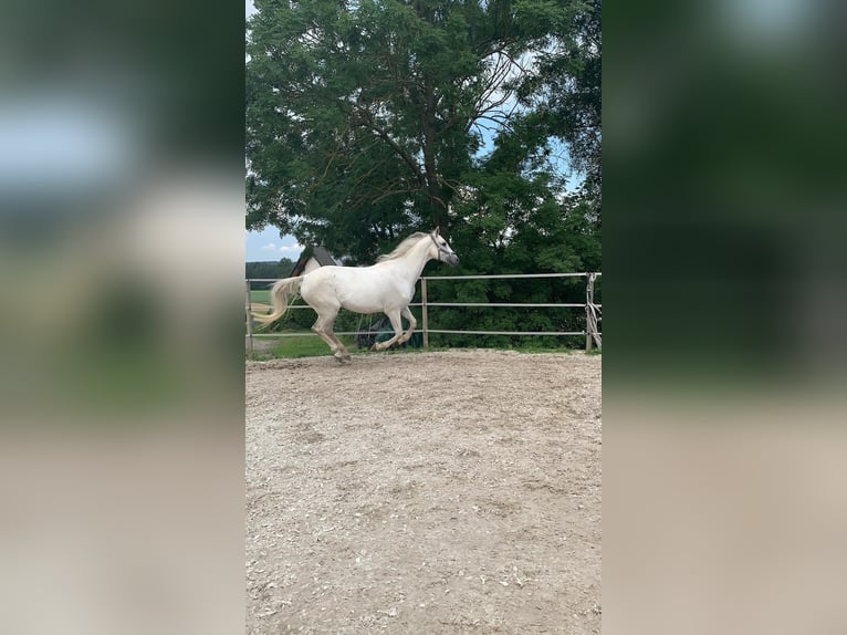 Hannoveraan Ruin 14 Jaar 170 cm Schimmel in Rehau