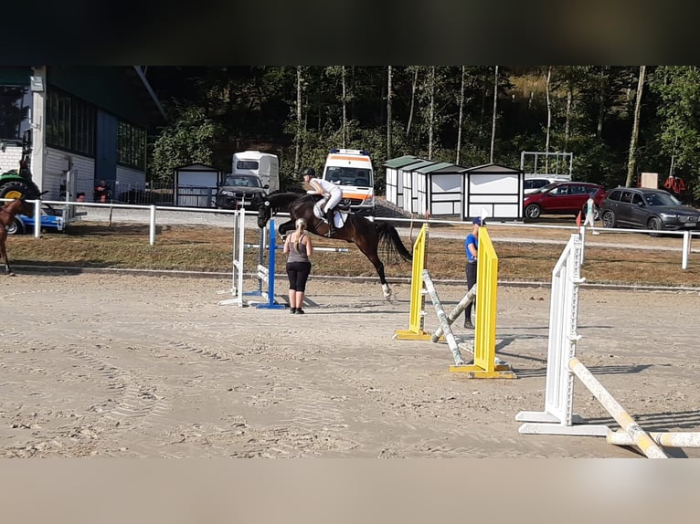 Hannoveraan Ruin 14 Jaar 170 cm Zwartbruin in Köln