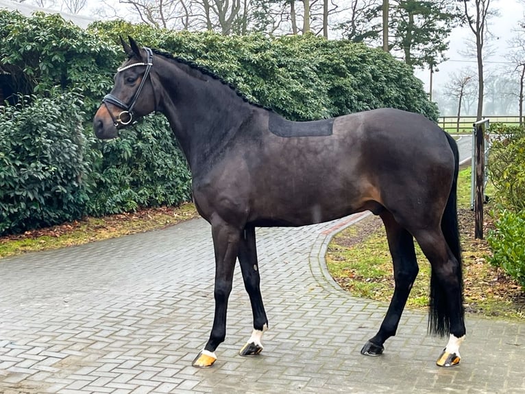 Hannoveraan Ruin 14 Jaar 171 cm Donkerbruin in Verden