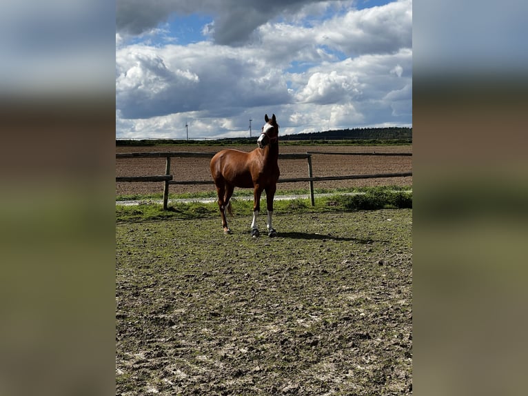 Hannoveraan Ruin 14 Jaar 172 cm Vos in Eiterfeld