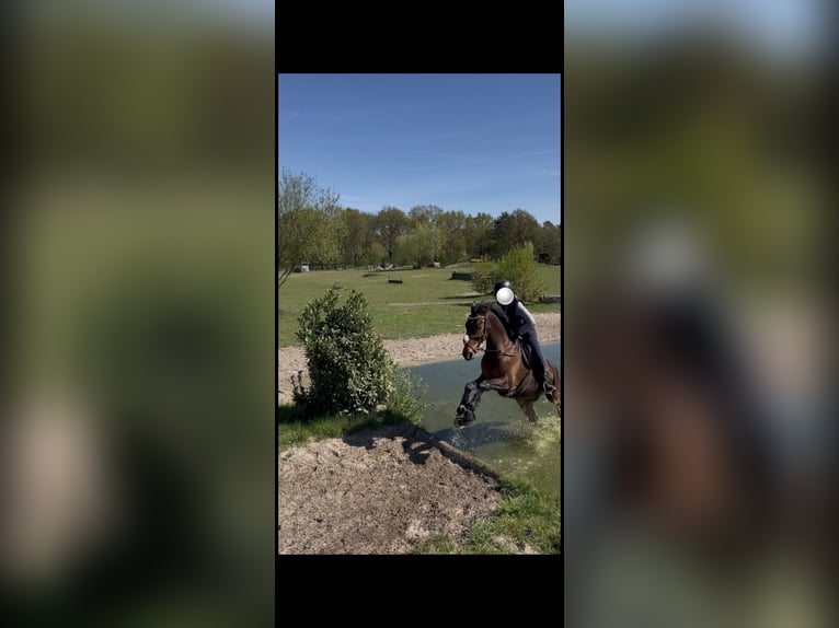 Hannoveraan Ruin 14 Jaar 173 cm Bruin in Stoetze