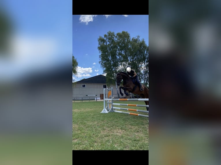Hannoveraan Ruin 14 Jaar 173 cm Bruin in Stoetze