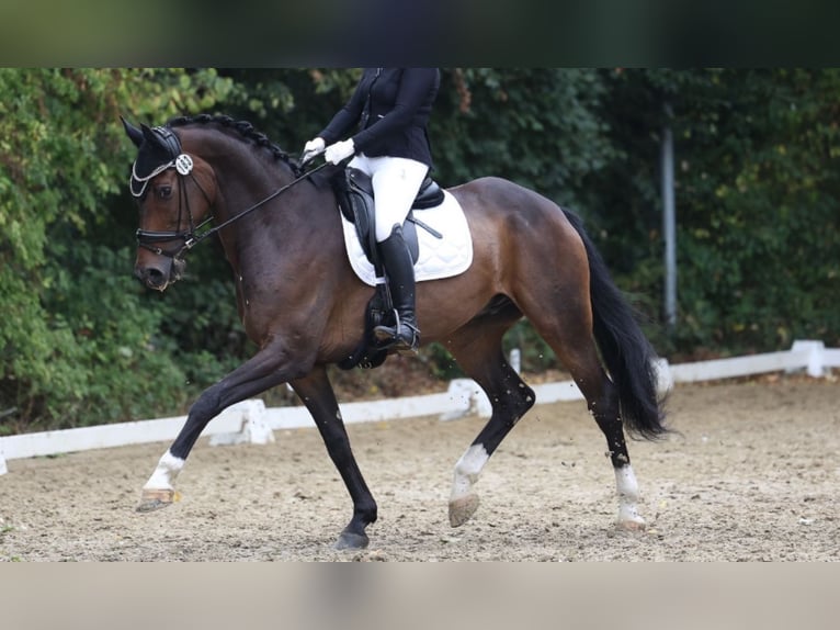 Hannoveraan Ruin 14 Jaar 173 cm Donkerbruin in Velbert