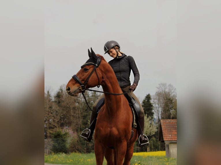 Hannoveraan Ruin 14 Jaar 174 cm Vos in Küsnacht ZH