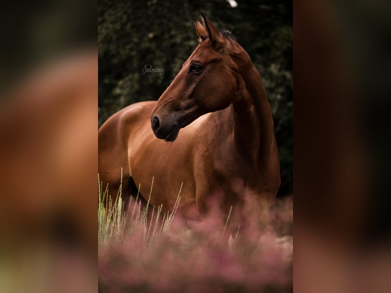 Hannoveraan Ruin 14 Jaar 175 cm Bruin in Krefeld