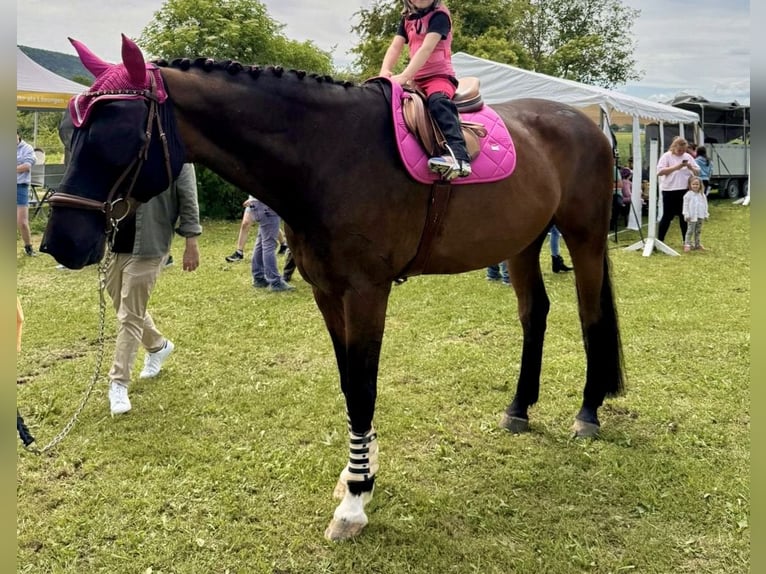 Hannoveraan Ruin 14 Jaar 175 cm Donkerbruin in Schaffhausen