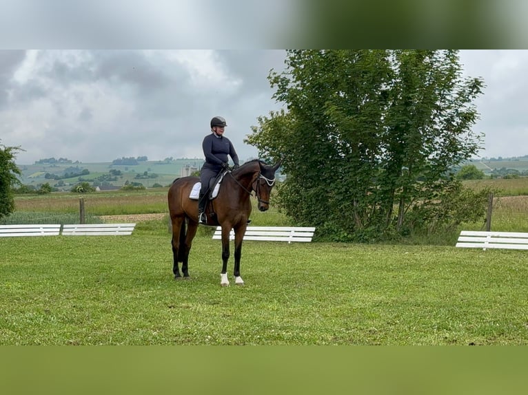 Hannoveraan Ruin 14 Jaar 175 cm Donkerbruin in Schaffhausen