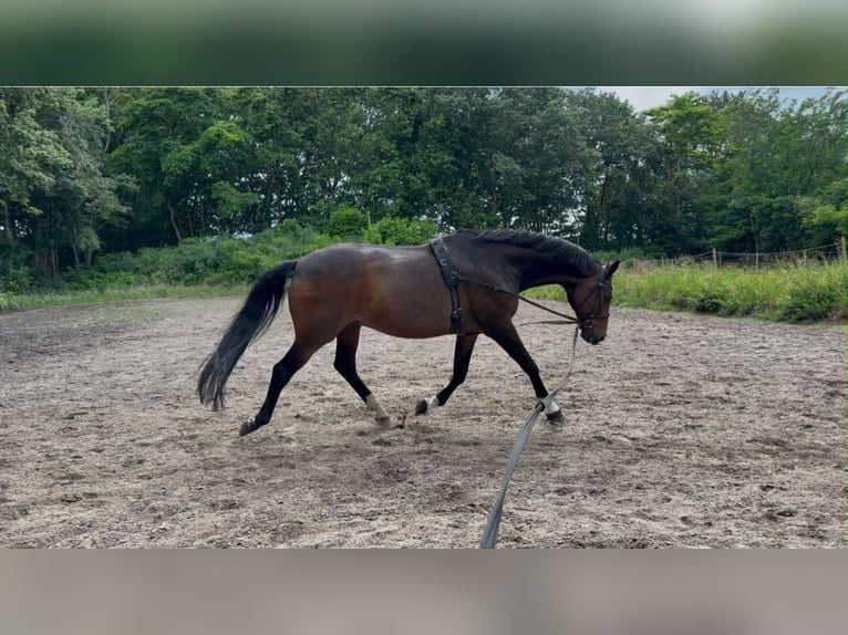 Hannoveraan Ruin 14 Jaar 176 cm Donkerbruin in Garbsen