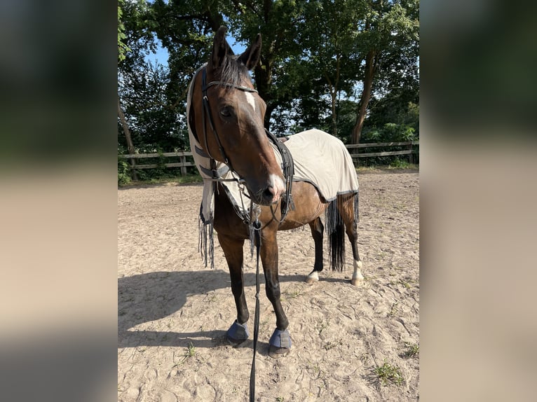Hannoveraan Ruin 14 Jaar 176 cm Donkerbruin in Garbsen