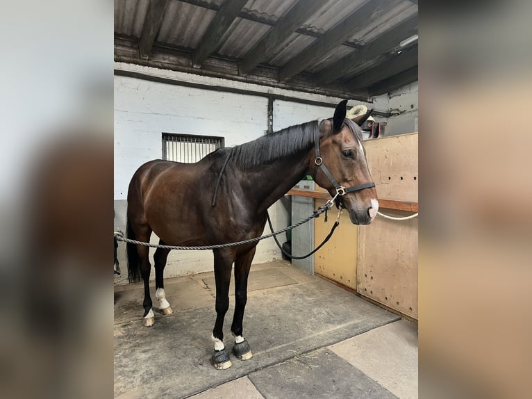 Hannoveraan Ruin 14 Jaar 176 cm Donkerbruin in Garbsen
