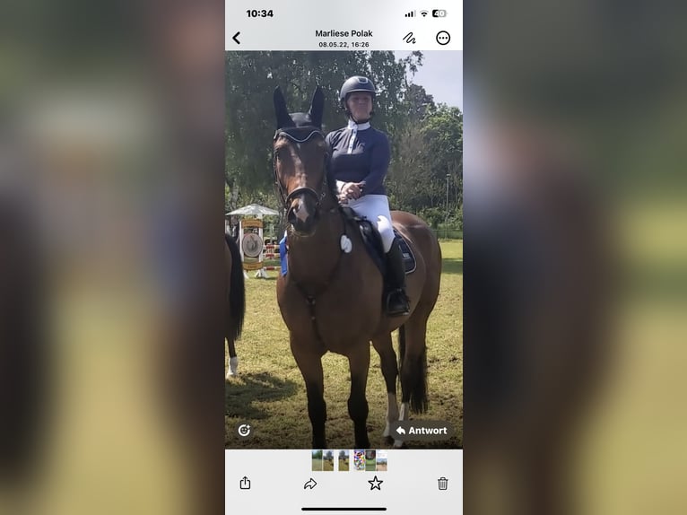 Hannoveraan Ruin 14 Jaar 176 cm Donkerbruin in Dielheim