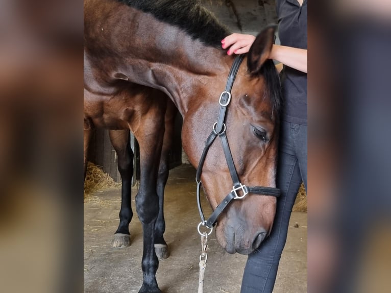 Hannoveraan Ruin 14 Jaar 177 cm in Ahrensburg