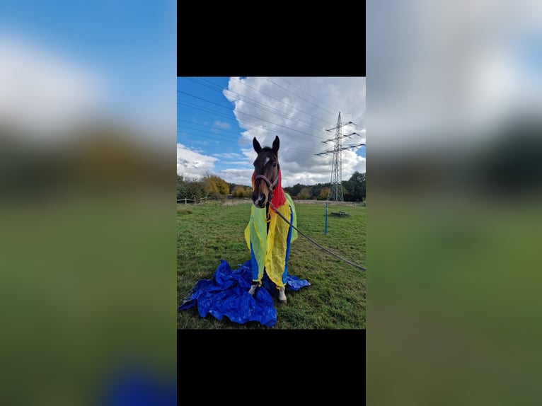 Hannoveraan Ruin 14 Jaar 178 cm Donkerbruin in Rödermark