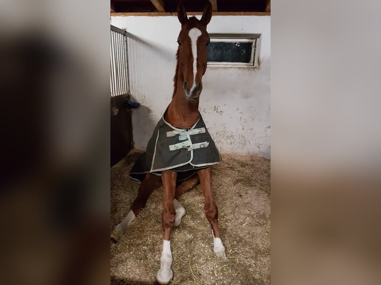 Hannoveraan Ruin 14 Jaar 182 cm Vos in München