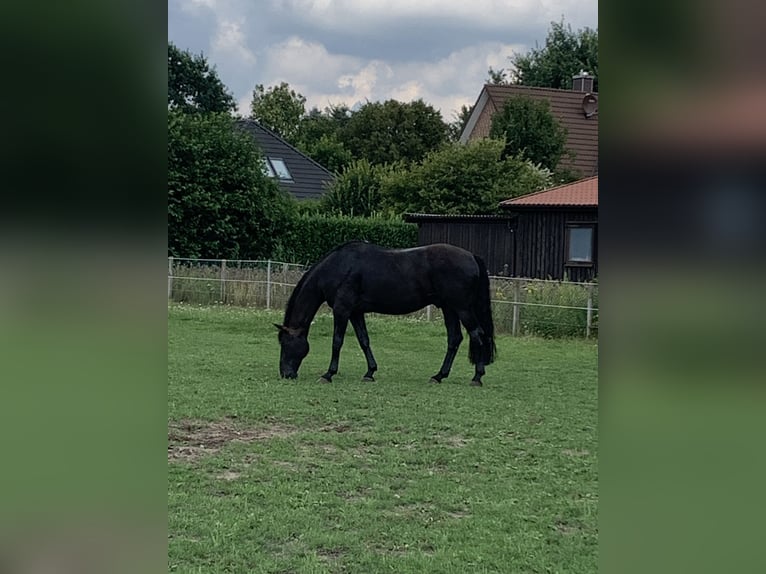 Hannoveraan Ruin 14 Jaar 182 cm Zwart in Salzhausen