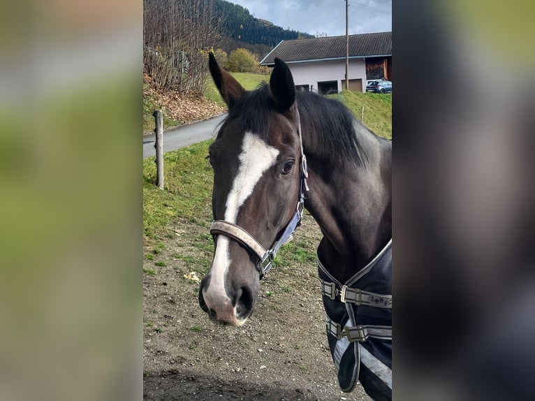 Hannoveraan Ruin 14 Jaar Bruin in Piesendorf