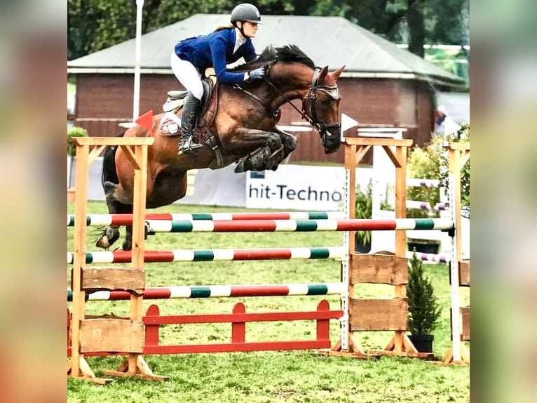 Hannoveraan Ruin 15 Jaar 163 cm Bruin in Ayeneux