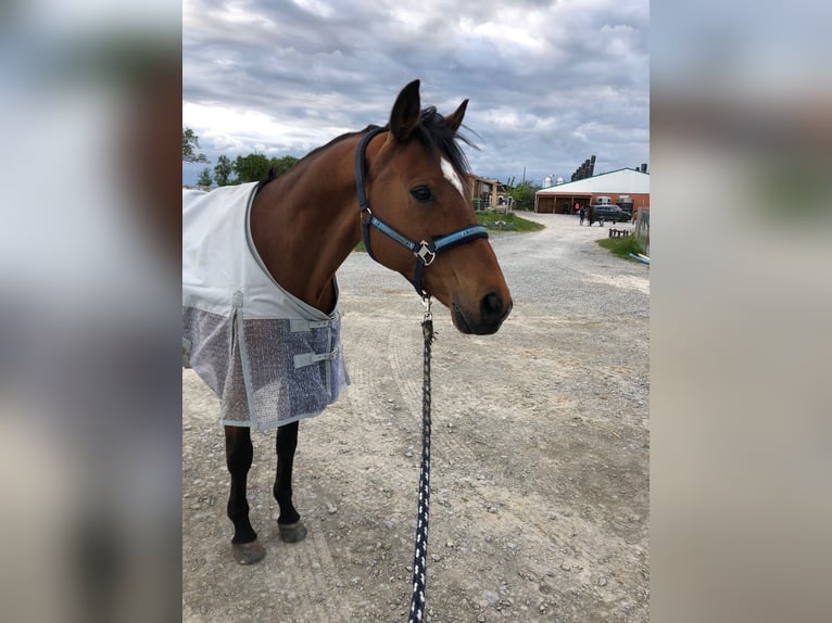 Hannoveraan Ruin 15 Jaar 166 cm Donkerbruin in Salem