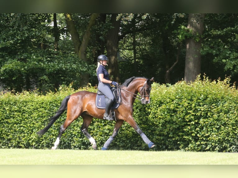 Hannoveraan Ruin 15 Jaar 167 cm Donkerbruin in Fleckeby
